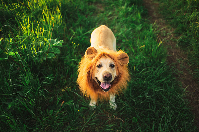dog wearing lion mane costume